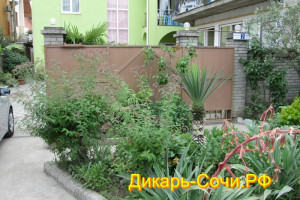 Частный сектор «Афина». Адлер, ул. Южных культур, 2